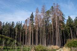 Kůrovcová kalamita